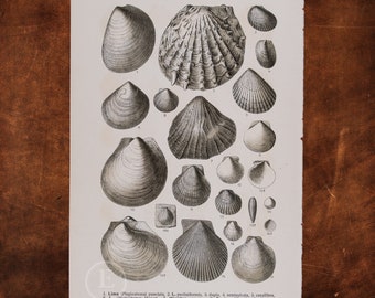 ANCIENT FOSSILS: Double and Hoper's Lima, Adorned Hinnites, Smooth and Masked Scallops,    - Original Lithography of Fossils ca 1910