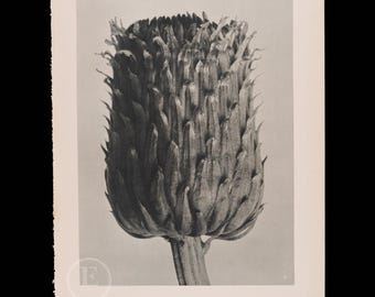 ORIGINAL PHOTOGRAVURE BOTANICAL - Russian Knapweed - Fringecup    by Karl Blossfeldt from 1935 -  printed on both sides