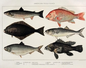 Fish / Salmon, Halibut, Snapper, Seabass - Original 1902 Chromo-Lithograph by Julius Bien