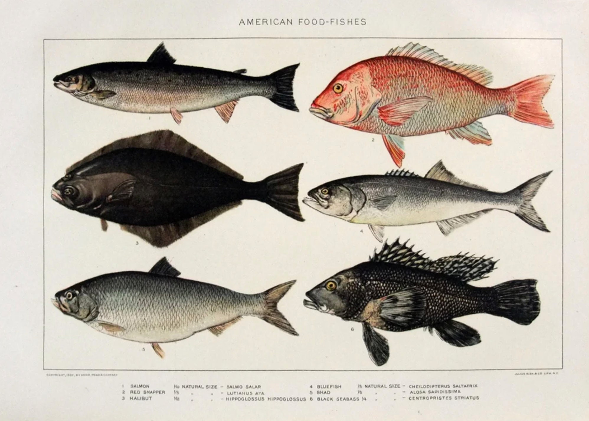 kandidatgrad forseelser Slange Fish / Salmon Halibut Snapper Seabass Original 1902 - Etsy