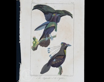 BIRDS-OF-PARADISE: Superb and Sifilet  / Authentic Steel engraving from Oeuvres de Buffon 1829 - Hand colored!