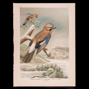 Eurasian Jay:  Male and Female  - Big chromolithographed antique Ornithology Print Naumann 1897 (11 x 15 inches)