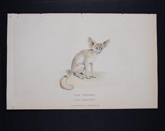 1827 FENNEC - (Canis Megalotis) (illustratie wilde dieren), handgekleurde gravure uit een Frans natuurhistorisch boek
