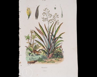 New Zealand's Flax - Very RARE engraving beautifully enhanced with watercolor from Nouveau Dictionnaire Classique 1846