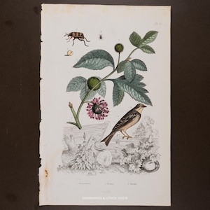 May include: A vintage botanical illustration featuring a bird, insects, and plant life. The artwork showcases a detailed depiction of a bird with brown and tan feathers, alongside a sprig of leaves, a flower, and various insects. The illustration is on aged paper.