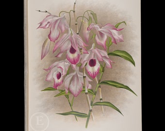 1892 McCarthy's Dendrobium Orchid - Antique authentic lithograph by Jean Linden, coming from Iconographie des Orchidees - Stunning!