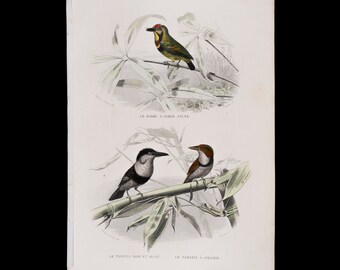 The yellow-throated barbet, the black-and-white tit, the collared tit / Hand-colored plate from "Ouvres Complete de Buffon" 1866