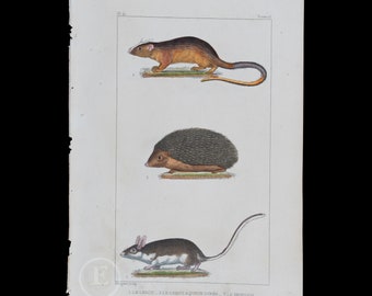 Water Dormouse, Hedgehog and European Dormouse / Authentic steel engraving from Oeuvres Completes de Buffon 1829 - Hand colored!