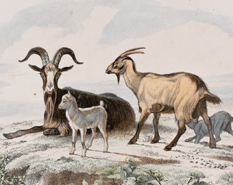 Domestic Goats / Hand-colored plate from "Ouvres Complete de Buffon" 1866