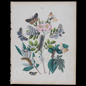 Tussock and Hawk Moths - Very rare plate from 1882 of European Butterflies and Moths - HAND COLORED original lithograph