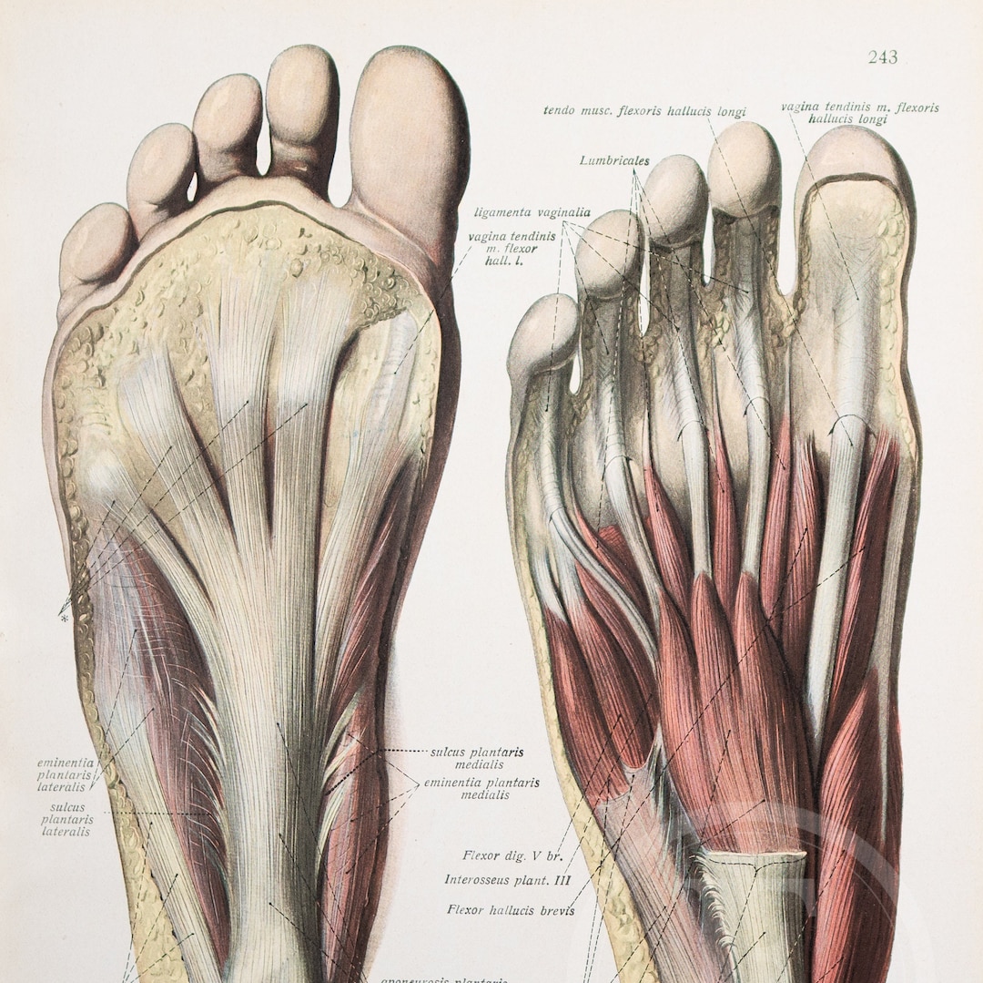 Plantar Aponeurosis / Foot Sole Muscles / Human Anatomy Descriptive