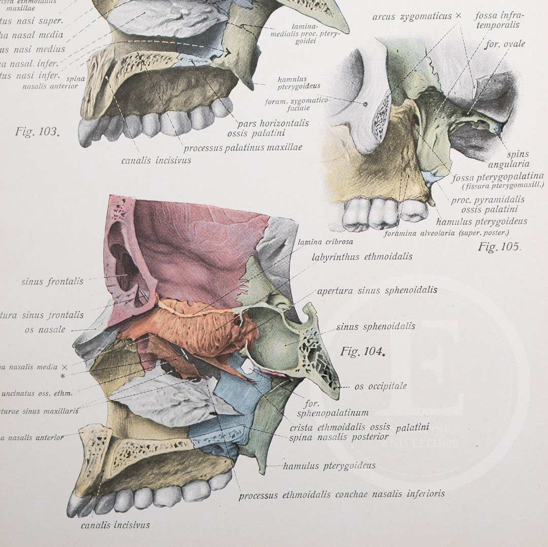Nasal Cavity, Palatal Fossa / Skull of the Newborn Human Anatomy