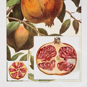 Pomegranate  - Original Vintage Color lithography 1911