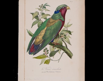 &quot;Rerotbauch-Papagei - Schwer zu finden &quot;&quot;Histoire Naturelle des Oiseaux&quot; Le Maout 1853 Handgefärbt&quot;