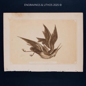 1851 BITTERN & HAWK – Antike Lithographie – Original Die Naturgeschichte der Heiligen Schriften und Anleitung zur Allgemeinen Zoologie