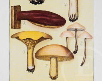 Edible fungi - Original Vintage Color lithography 1911