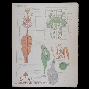 1880  EARTHWORM ANATOMY - Original lithograph from an antique Biological Atlas - Scarce!