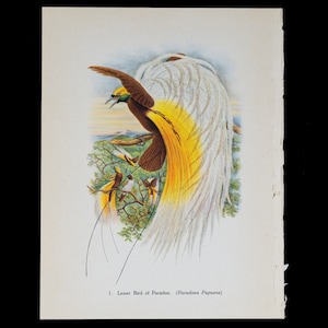 Lesser Bird of Paradise. (Paradisea Papuana) - Vintage offset lithography print with stunning colors from 1940!