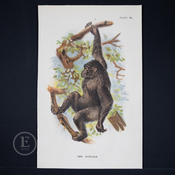 The Gorilla - Original Chromolithograph Published 1894-97, London for "Lloyds's Natural History" Lithographed by Wyman & Sons