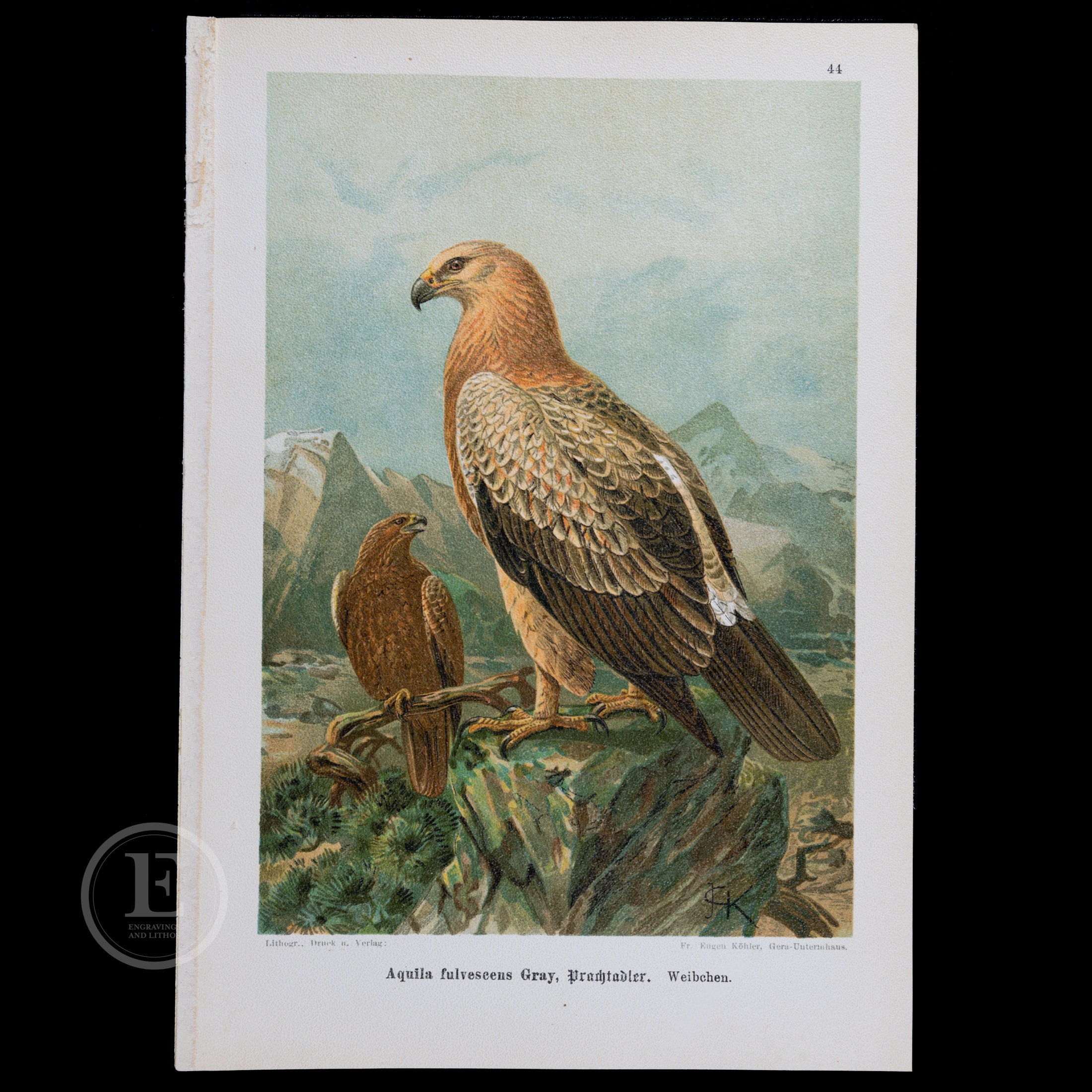 1901  TAWNY EAGLES:  Females  - Original Chromolithograph Antique Ornithology Print European Birds of Prey by Dr. Carl Hennicke
