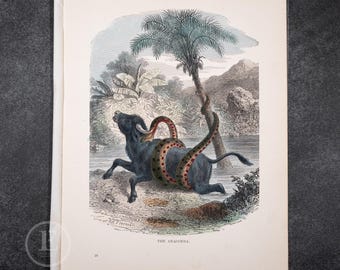 May include: A vintage-style color print titled THE ANACONDA, depicting a large snake coiled around a dark-colored bull near a riverbank with a palm tree. The illustration features detailed line work and muted tones, with the artist name W.H. Freeman printed below the scene.