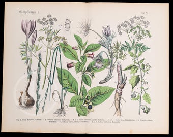THE POISONOUS PLANTS 3  - Original Print out of the book "Praktischen Pflanzenkunde" 1800s