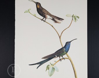 Impresión de colibrí de Larousse de 1970: arte ornitológico vintage (21,8 x 28 cm)