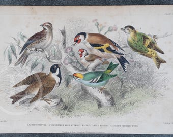 Aves: cariblanco chico, jilguero, escribano palustre, cresta dorada - Original raro de "Historia de la naturaleza animada" de 1872