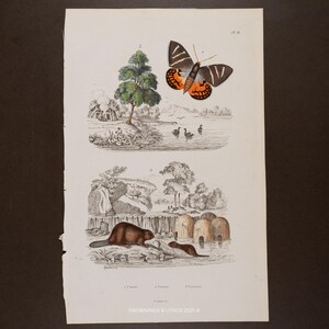 Puede incluir: Una ilustración botánica antigua que presenta una mariposa con alas naranjas y negras, y una representación detallada de un castor y su hábitat. La obra de arte incluye un árbol, un lago con patos y texto en la parte inferior.