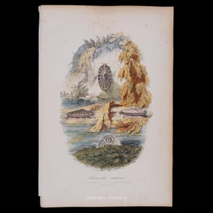 Könnte beinhalten: Ein alter botanischer und zoologischer Druck mit einer zentralen ovalen Illustration von Meereslebewesen, darunter ein gestreiftes, napfschneckenartiges Wesen, goldener Seetang und felsiges Gelände. Der Text unten lautet Fissurelle radieuse.