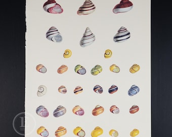 Vintage Snail Print: 1970 Larousse Animal Lithograph