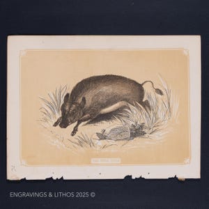1851 THE WILD BOAR – Antique Lithograph – Original The Natural History of the Sacred Scriptures, and Guide to General Zoology