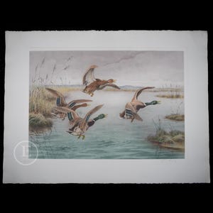 ORIGINAL ETCHING - "Ducks in Flight”  by Georges Frédéric Rötig - Big 30 x 24 inches