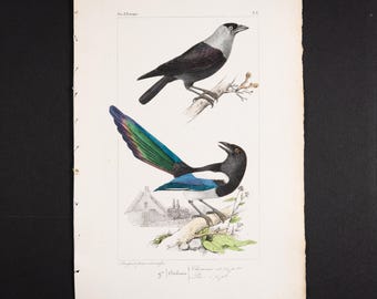 1844 Original Antique Engraving With Birds, Rook, Western Jackdaw