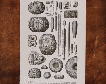 ANCIENT FOSSILS:  Cidaris, Pseudodiadema, Mesodiadema, Rhabdocidaris, Hemicidaris, Clypticus  - Original Lithography of Fossils ca 1910