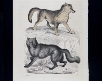 1929年 オオカミの版画 木版画 - オオカミの壁画 - 動物学版画