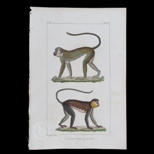 以下が含まれることがあります： 2匹のサルを描いたアンティークな版画。1匹は緑色、もう1匹は茶色。キャプションには「1. Le Callitriche. 2. La Mone.」と記されている。