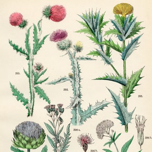 以下が含まれることがあります： 様々な種類のオニユリを描いたイラスト。紫色の花を咲かせたオニユリ、黄色の花を咲かせたトゲのあるオニユリ、ピンク色の花を咲かせたオニユリなど。イラストには、395、393、391、390 a、390 b、396 bという番号が付けられています。