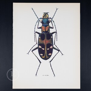 TIGER BEETLE - Color Offset vintage lithography  of Beetles from the 60s - Insects wall decor
