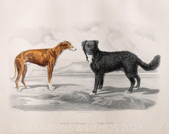 1879 Dogs: Greyhound and Newfoundland – Hand-Colored Ornithology Steel Engraving from Buffon