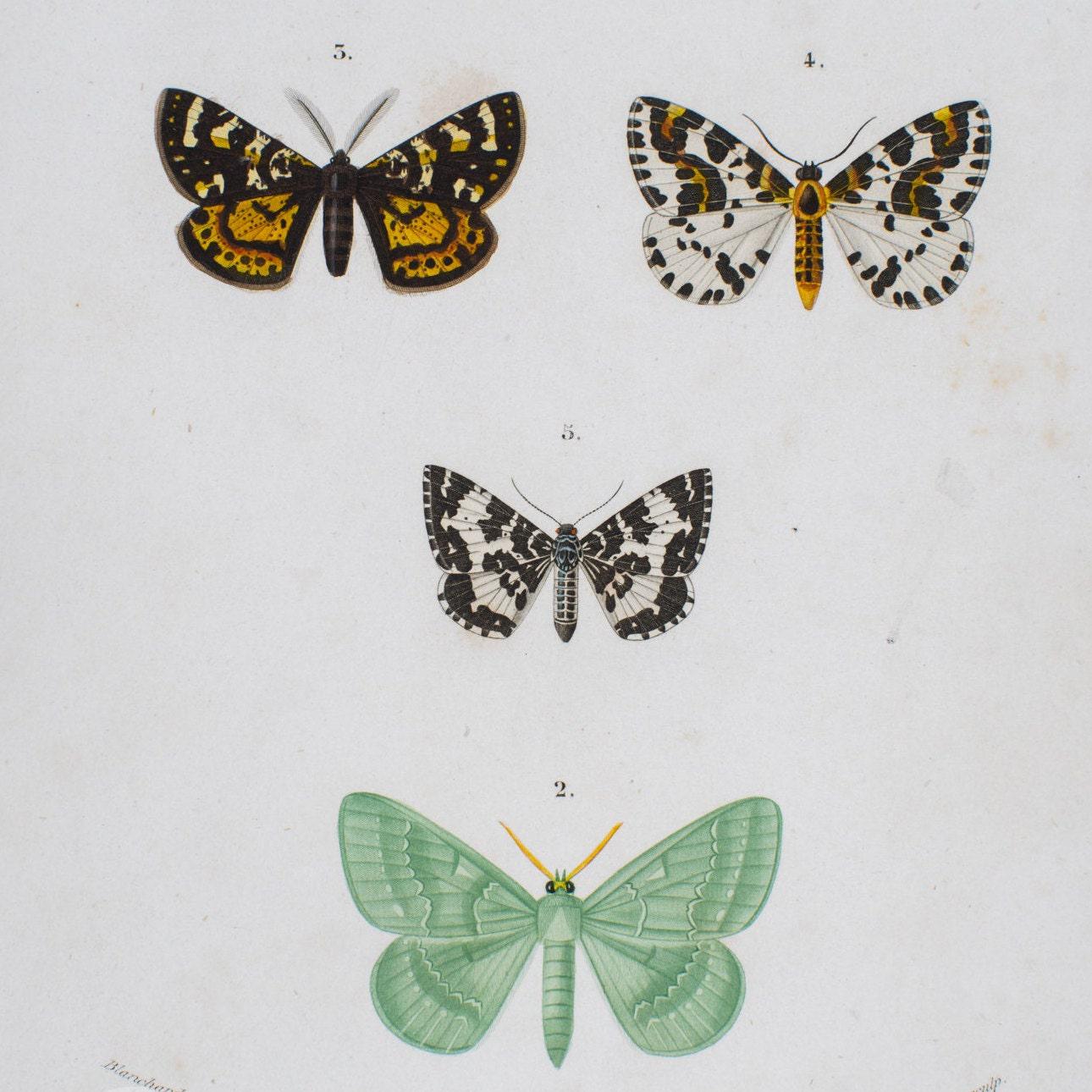 1849 - Phalaena, Geometer, Moth Butterflies – D'orbigny Natural