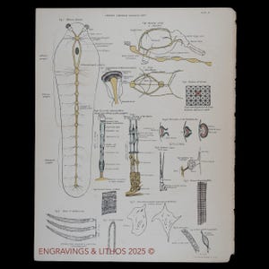 1880 LOBSTER NERVOUS SYSTEM - Original lithograph from an antique Biological Atlas - Scarce!