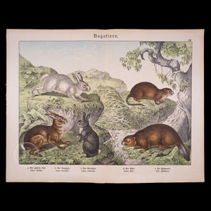 Puede incluir: Una ilustración de cinco animales diferentes: un conejo blanco, un conejo marrón, un conejo negro, un castor marrón y una rata almizclera marrón. Los animales se representan en un entorno natural con follaje verde y un arroyo. La ilustración está etiquetada con las palabras alemanas "Dagetiere" y "Nr. XV".