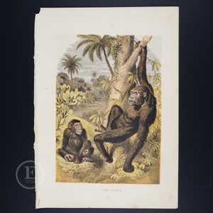 Gorillas . 157-year-old Original steel engraving HAND-COLORED from Cassell&#39;s Natural History