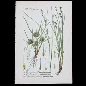 1886   SEDGE: Sedge-like, Remote and Prickly  -  Original from Flora of Germany, Austria and Switzerland - Scarce chromolithograph!
