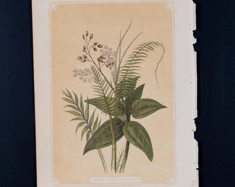 1851 CAÑA DULCE Y CANELA – Litografía antigua – Original Historia natural de las Sagradas Escrituras y guía de zoología general