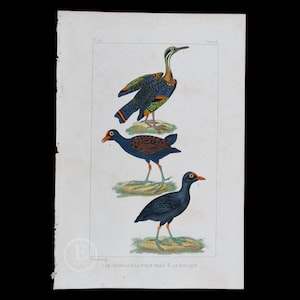 May include: A vintage illustration of three birds. The top bird is green, blue, and orange with a long neck. The bottom two birds are blue and black with orange legs. The illustration is titled "1. LE. CAURALE 2. LA. POULLE D'EAU 3. LA. FOULQUE".