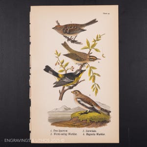 MUS, SNEEUWVLOK en ZAAIVOGELS - Originele kleurenlithografie uit Report on the Birds of Pennsylvania door B.H.Warren M.D. 1890