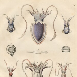 1844 Ink Fish: Including the Common Ink Snail, Small Cuttlefish ...