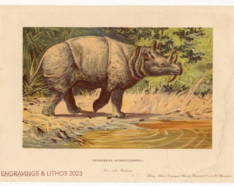 1902 Dinoceras - Vintage print from Tiere der Urwelt (Creatures of the Primitive World)